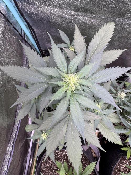 Caramel Auto - FastBuds. Week 6