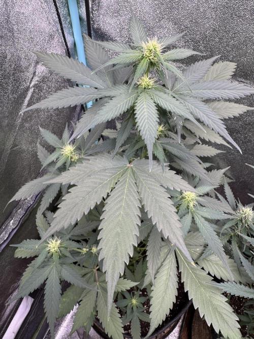 Caramel Auto - FastBuds. Week 6