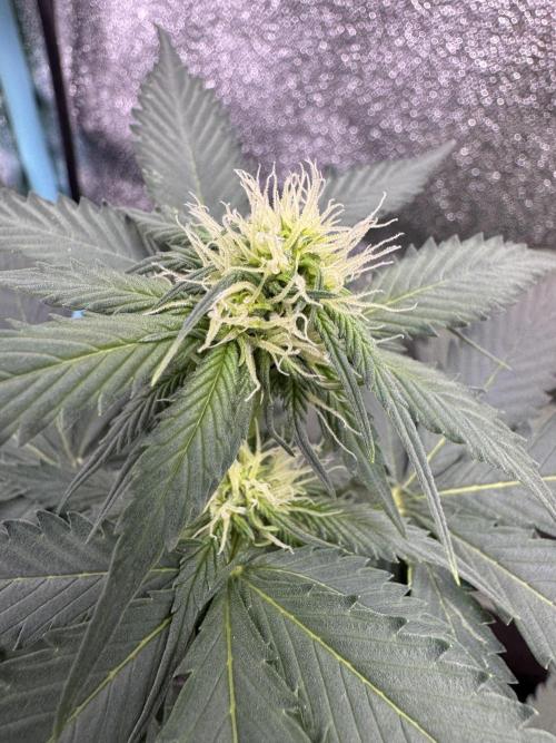 Caramel Auto - FastBuds. Week 6