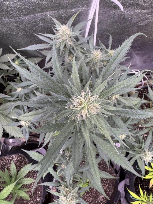 AUTO WHITE WIDOW - Divine Seeds. Week 8