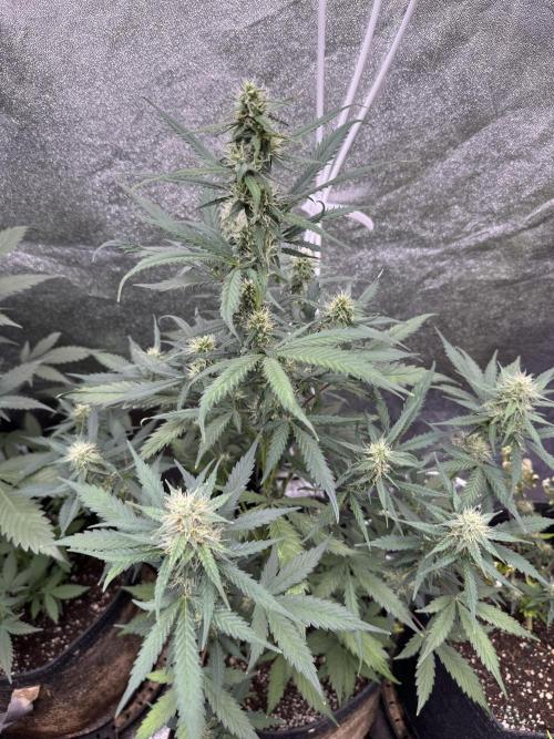 AUTO WHITE WIDOW - Divine Seeds. Week 8