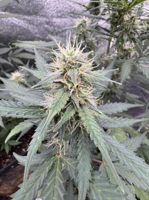 AUTO WHITE WIDOW - Divine Seeds. Week 8