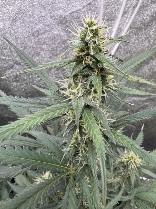 AUTO WHITE WIDOW - Divine Seeds. Week 8