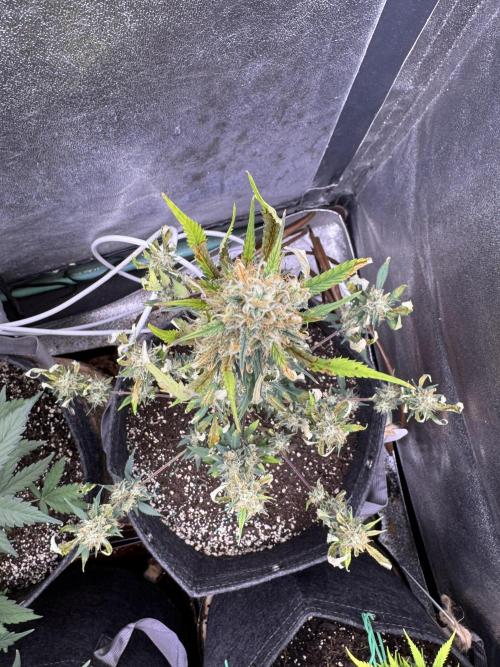 Zkittelz XL Auto - Ganja Farmer Seeds. Week 10