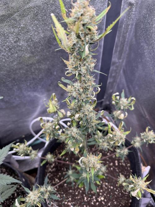 Zkittelz XL Auto - Ganja Farmer Seeds. Week 10