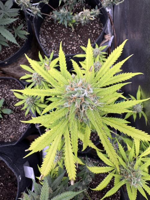 Elephant Berry Auto. Week 10