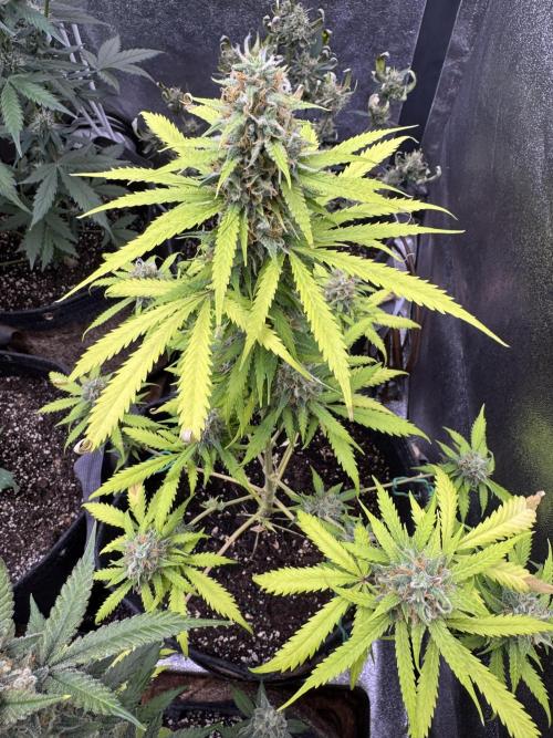 Elephant Berry Auto. Week 10