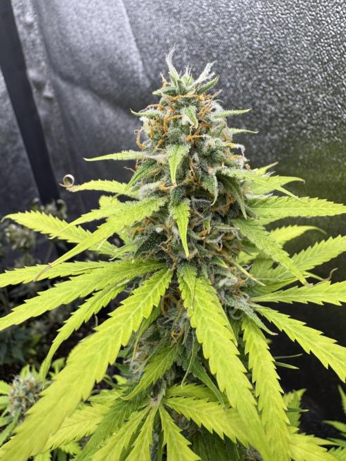 Elephant Berry Auto. Week 10