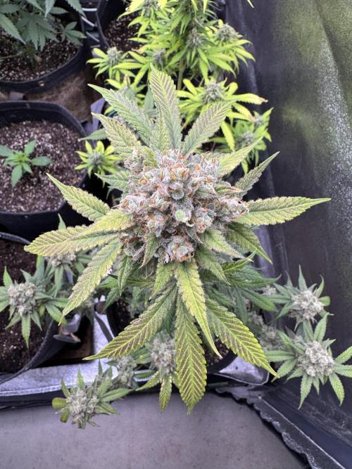 Auto Opium - Divine Seeds. Week 12