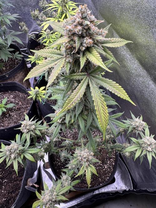 Auto Opium - Divine Seeds. Week 12