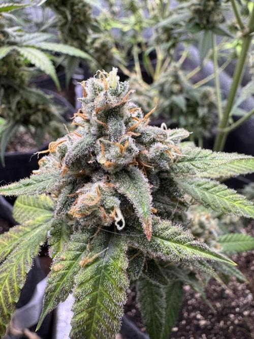 Auto Opium - Divine Seeds. Week 12