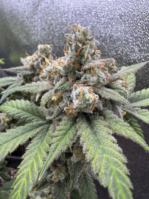 Auto Opium - Divine Seeds. Week 12