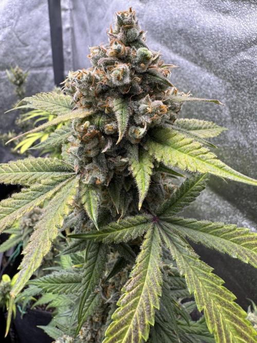 Auto Opium - Divine Seeds. Week 12