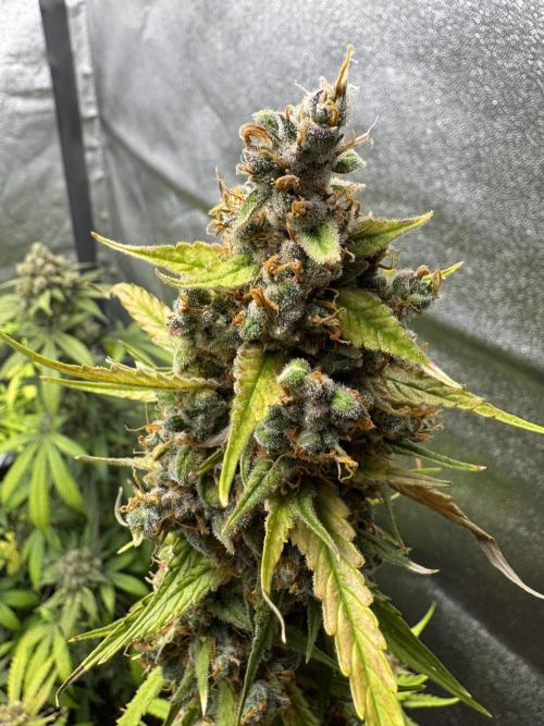 AUTO FRACTAL - Divine Seeds. Week 14