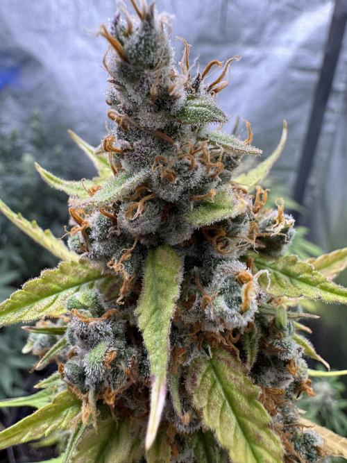 AUTO FRACTAL - Divine Seeds. Week 14