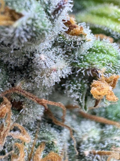 AUTO FRACTAL - Divine Seeds. Week 14