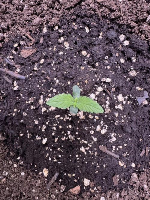 Sour Apple X Strawberry Gorilla Auto. Week 1