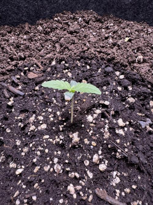 Sour Apple X Strawberry Gorilla Auto. Week 1
