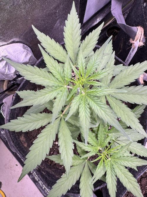 Wurlz F1 Autoflower - Zamnesia Seeds. Week 4