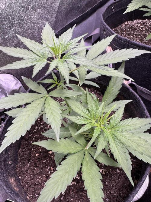 Wurlz F1 Autoflower - Zamnesia Seeds. Week 4