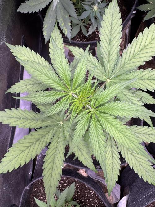 CBD Lemon Auto - Herbies Seeds. Week 4