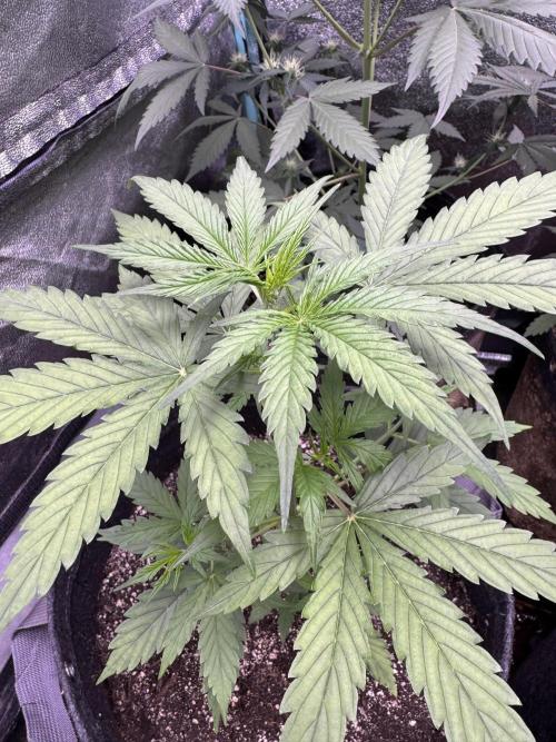 CBD Lemon Auto - Herbies Seeds. Week 4