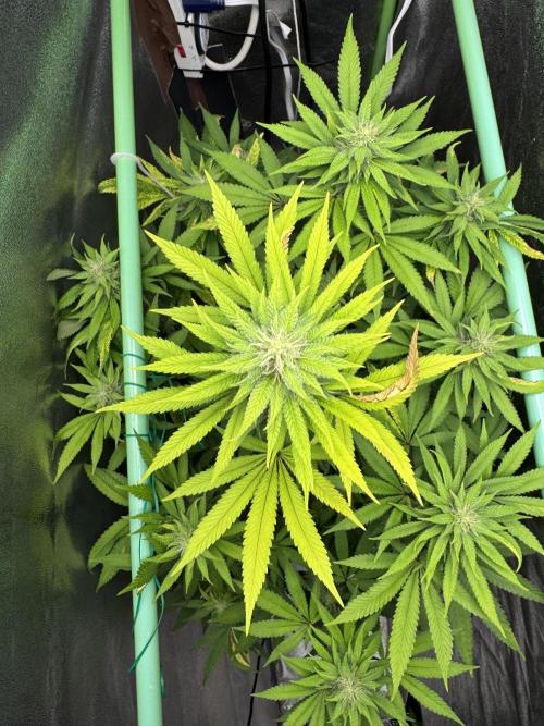 Big Demon by Divine Seeds. Week 14