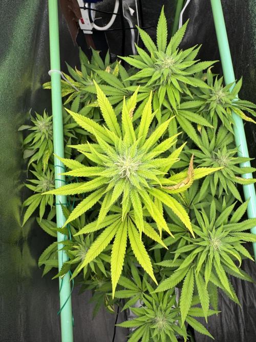 Big Demon by Divine Seeds. Week 14