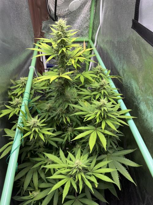 Big Demon by Divine Seeds. Week 14