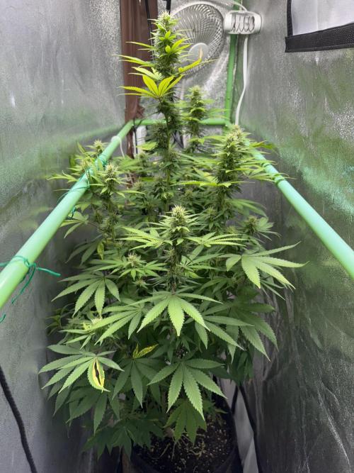 Big Demon by Divine Seeds. Week 14