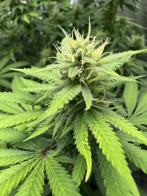 Big Demon by Divine Seeds. Week 14