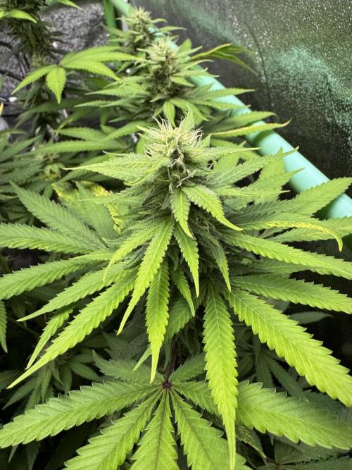 Big Demon by Divine Seeds. Week 14