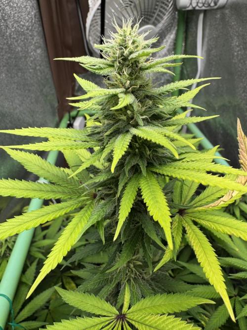 Big Demon by Divine Seeds. Week 14