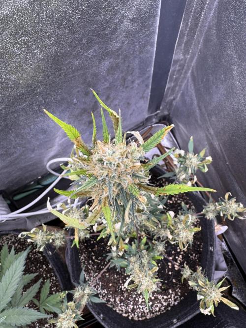 Zkittelz XL Auto - Ganja Farmer Seeds. Week 10