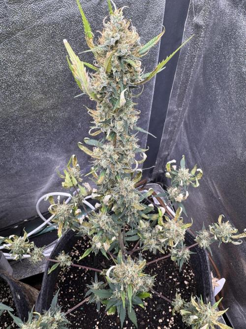 Zkittelz XL Auto - Ganja Farmer Seeds. Week 10