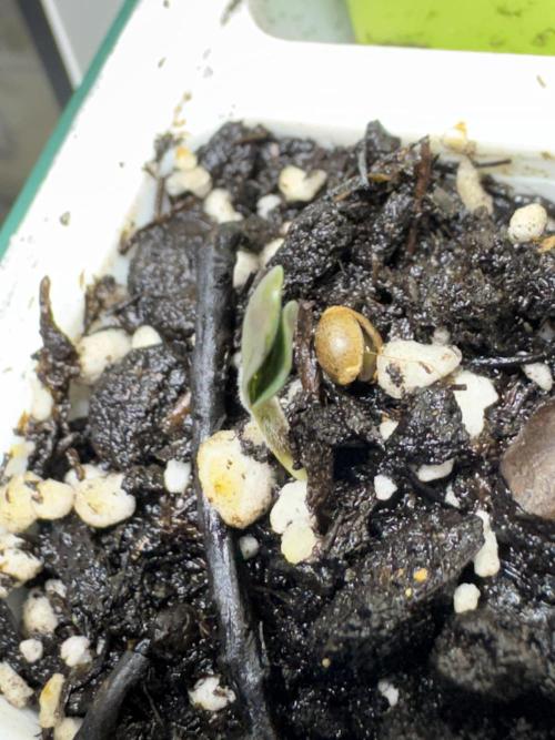 Purple Tangie Auto - Supernatural Seeds. Week 0