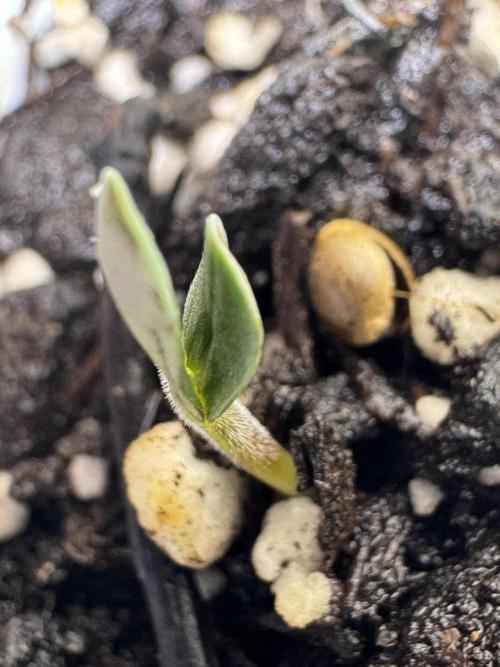 Purple Tangie Auto - Supernatural Seeds. Week 0