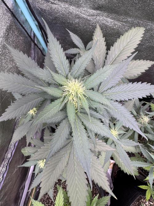 Caramel Auto - FastBuds. Week 6