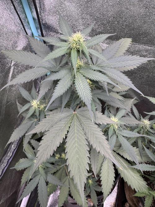 Caramel Auto - FastBuds. Week 6