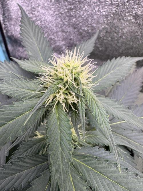 Caramel Auto - FastBuds. Week 6