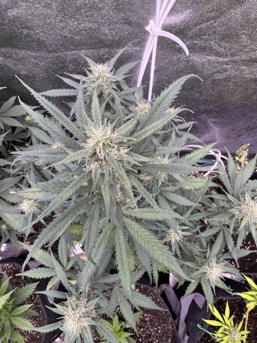 AUTO WHITE WIDOW - Divine Seeds. Week 8