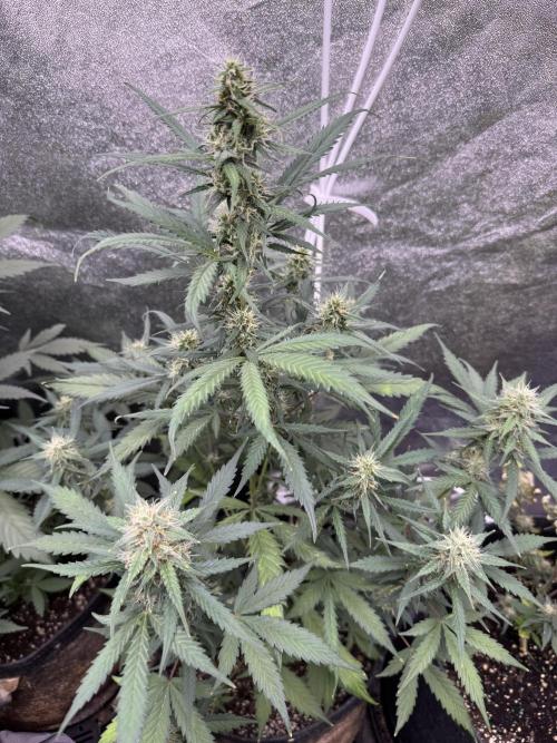 AUTO WHITE WIDOW - Divine Seeds. Week 8