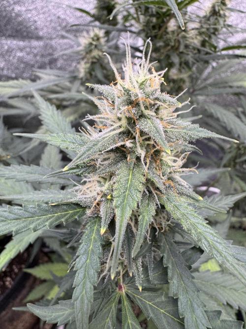 AUTO WHITE WIDOW - Divine Seeds. Week 8