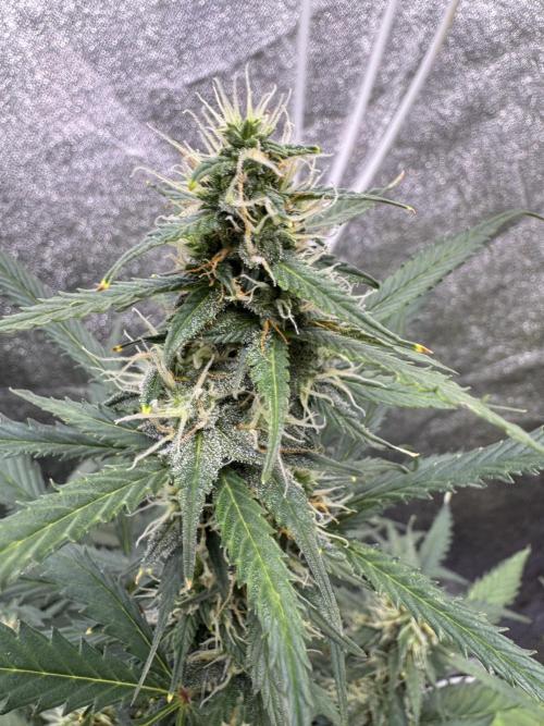 AUTO WHITE WIDOW - Divine Seeds. Week 8