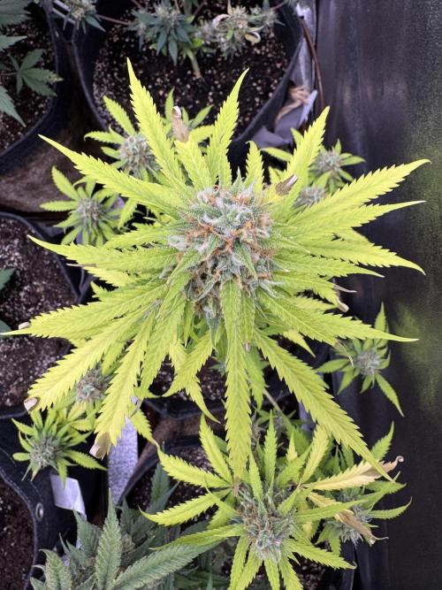 Elephant Berry Auto. Week 10