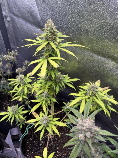 Elephant Berry Auto. Week 10