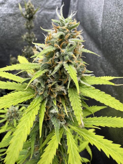 Elephant Berry Auto. Week 10