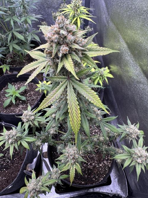 Auto Opium - Divine Seeds. Week 12