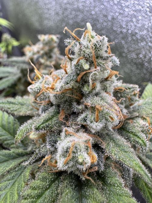 Auto Opium - Divine Seeds. Week 12