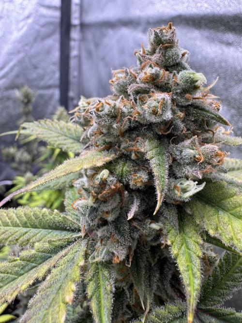 Auto Opium - Divine Seeds. Week 12